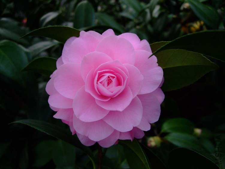 ����� 2013-3-12 056.jpg