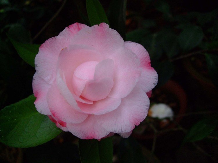��Ը 2013-3-12 082.jpg