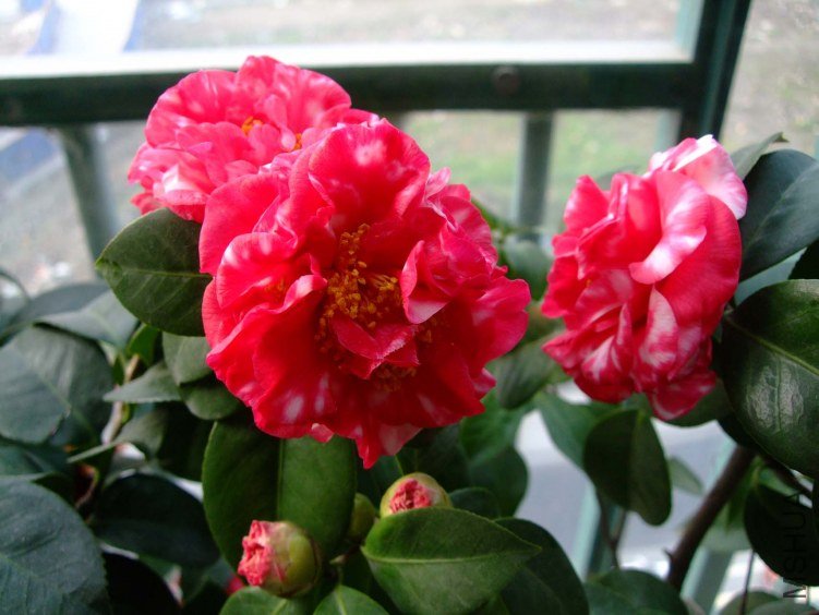 �²� 2013-3-12 004.jpg