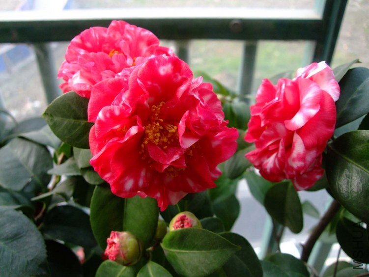 �²� 2013-3-12 005.jpg