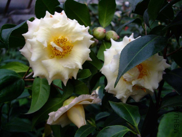 ������ 2013-3-12 041.jpg