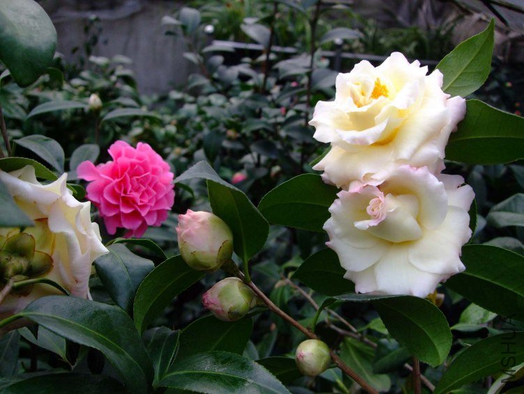 ������ 2013-3-12 059.jpg