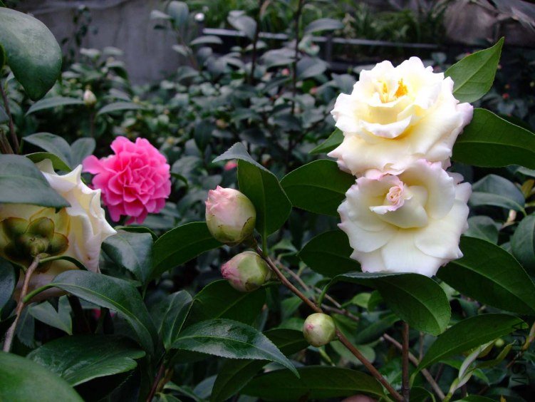 ������ 2013-3-12 060.jpg