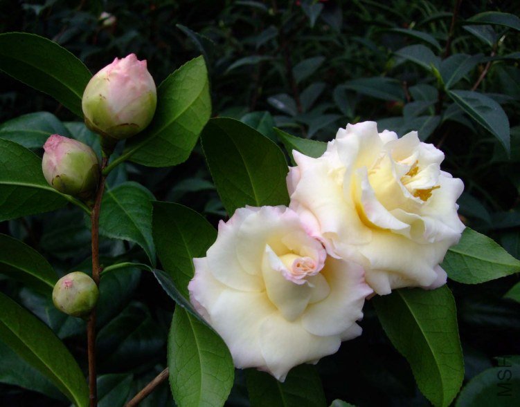 ������ 2013-3-12 062.jpg