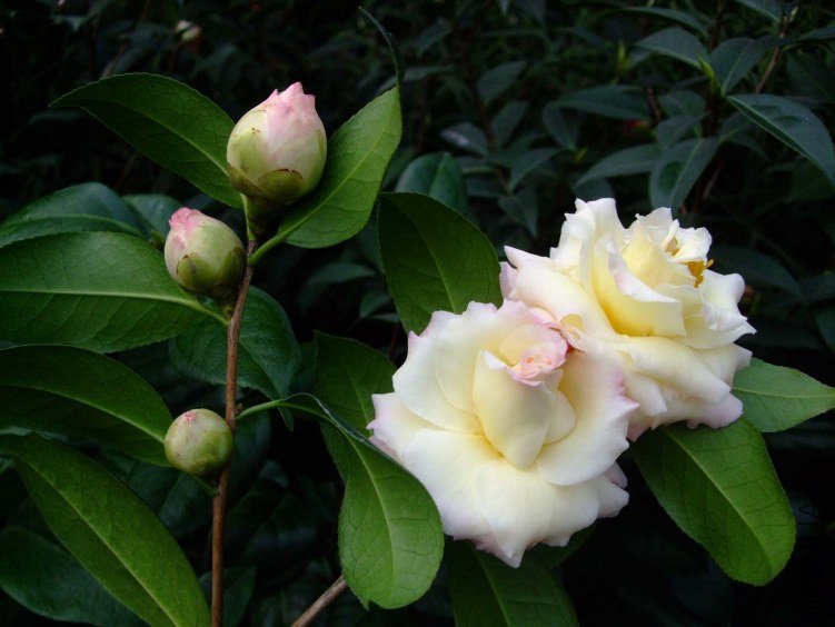������ 2013-3-12 063.jpg