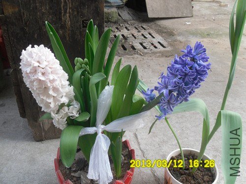 SDC10278_����.jpg