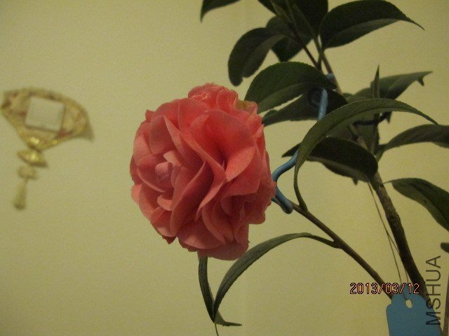 IMG_2251.JPG