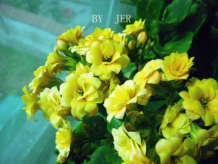 DSCF2714_����.jpg