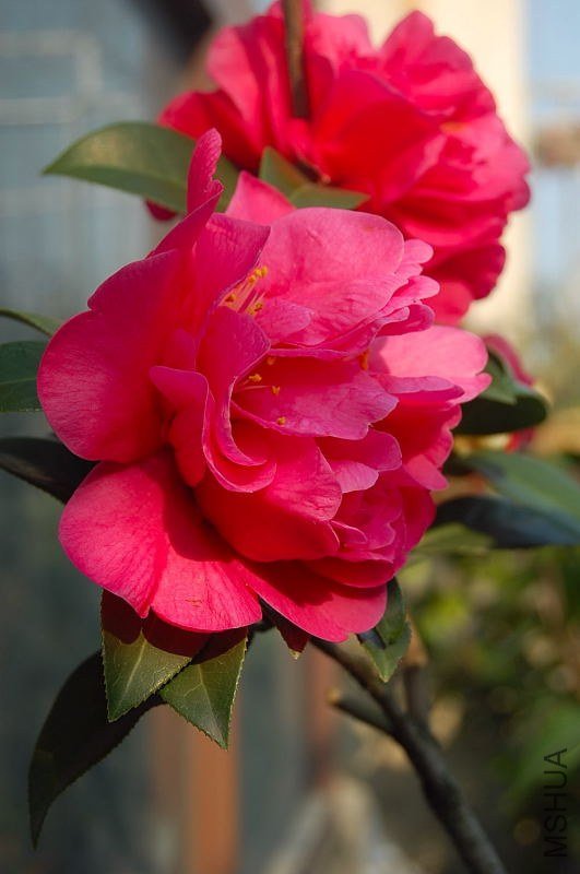 DSC_05180518.JPG