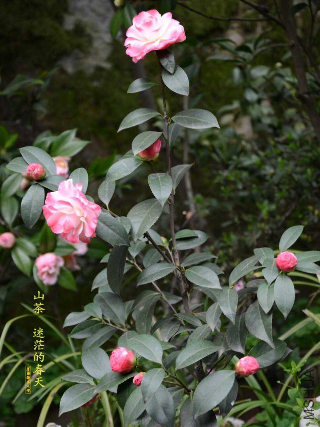 ��ã�Ĵ���-20130313007.jpg