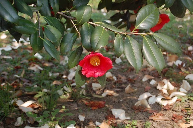 DSC_00630063.JPG