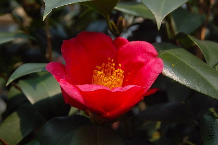 DSC_00450045.JPG