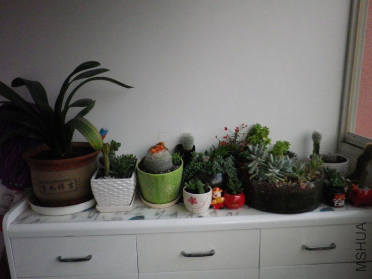 IMGP3535.JPG