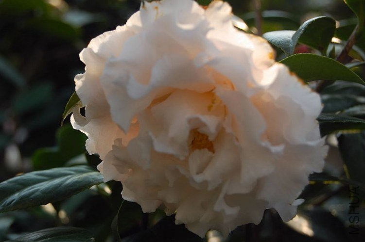 DSC_05640564.JPG