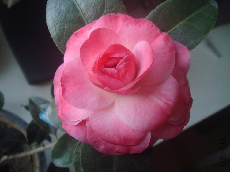 DSC06451.JPG