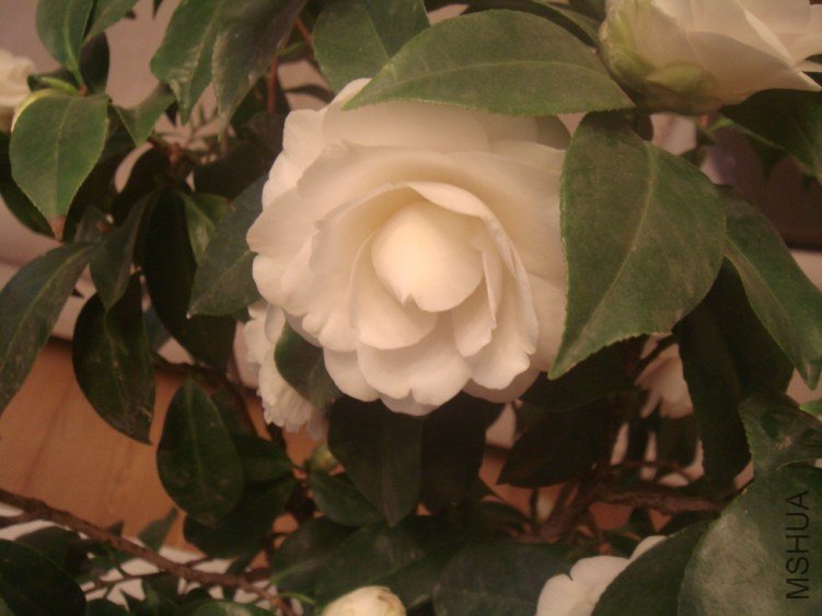 DSC06480.JPG