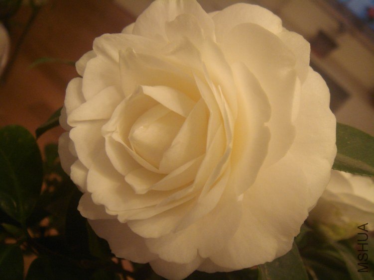 DSC06481.JPG