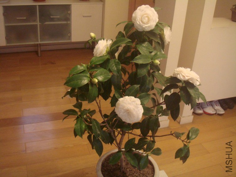 DSC06482.JPG