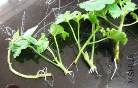 ˮ����ʹ ��İ.jpg