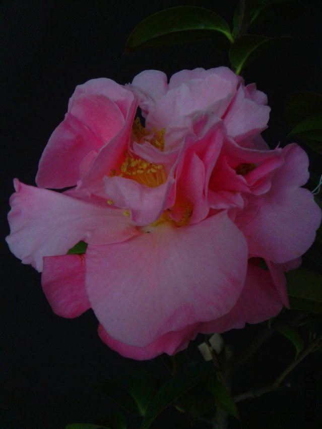 IMG_20130313_081557.jpg