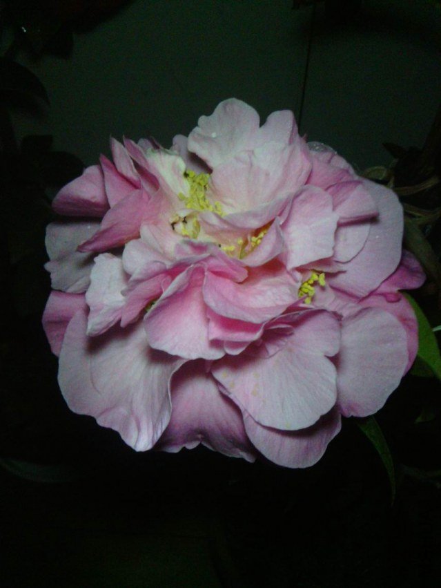 IMG_20130311_210634.jpg