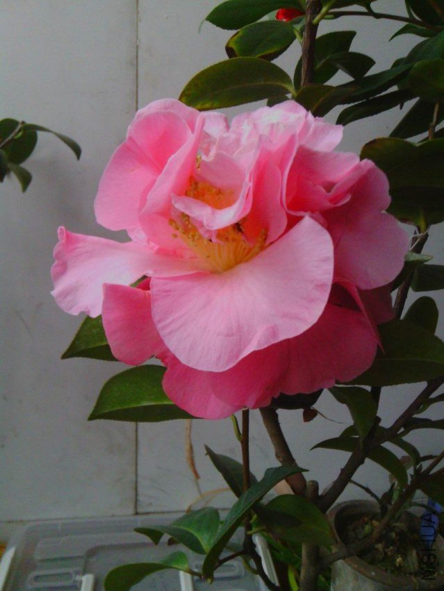 IMG_20130313_074745.jpg