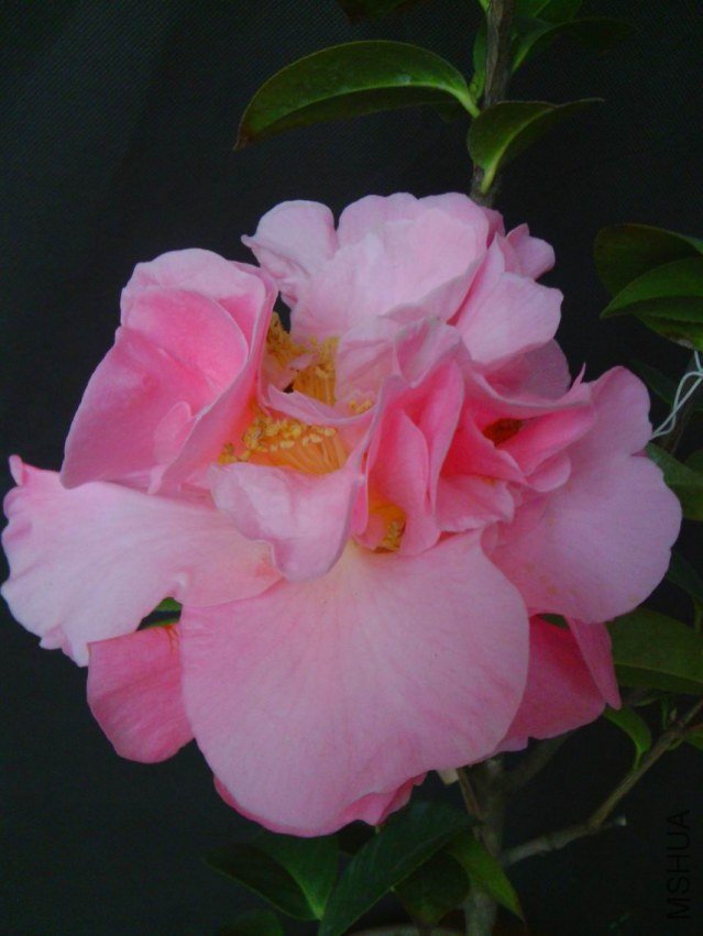 IMG_20130313_081027.jpg