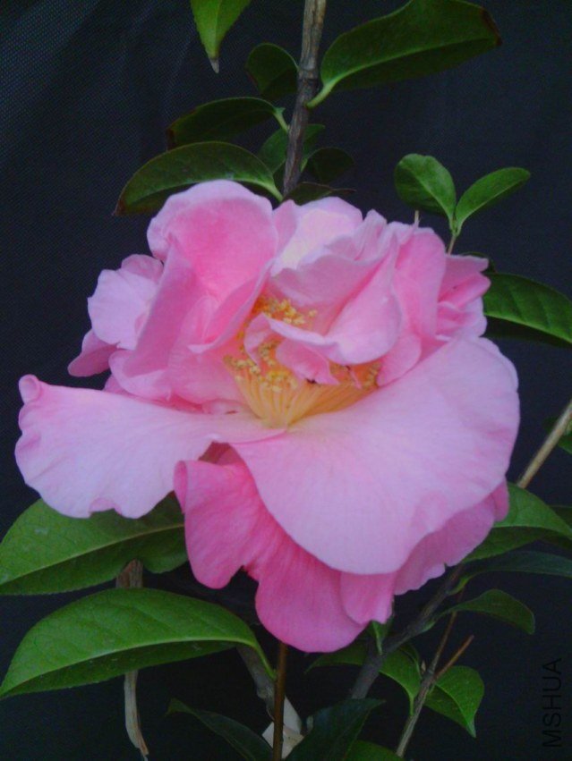 IMG_20130313_081143.jpg