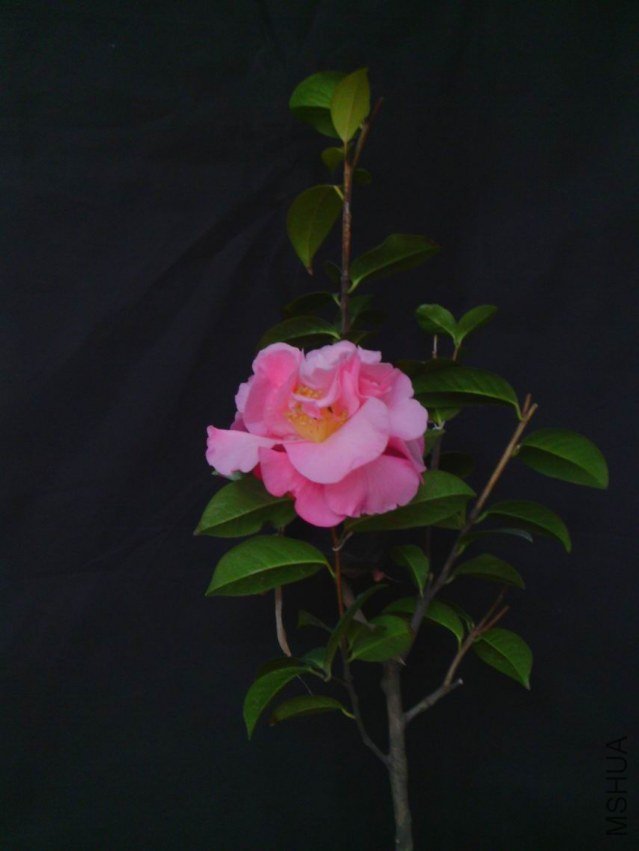IMG_20130313_081317.jpg