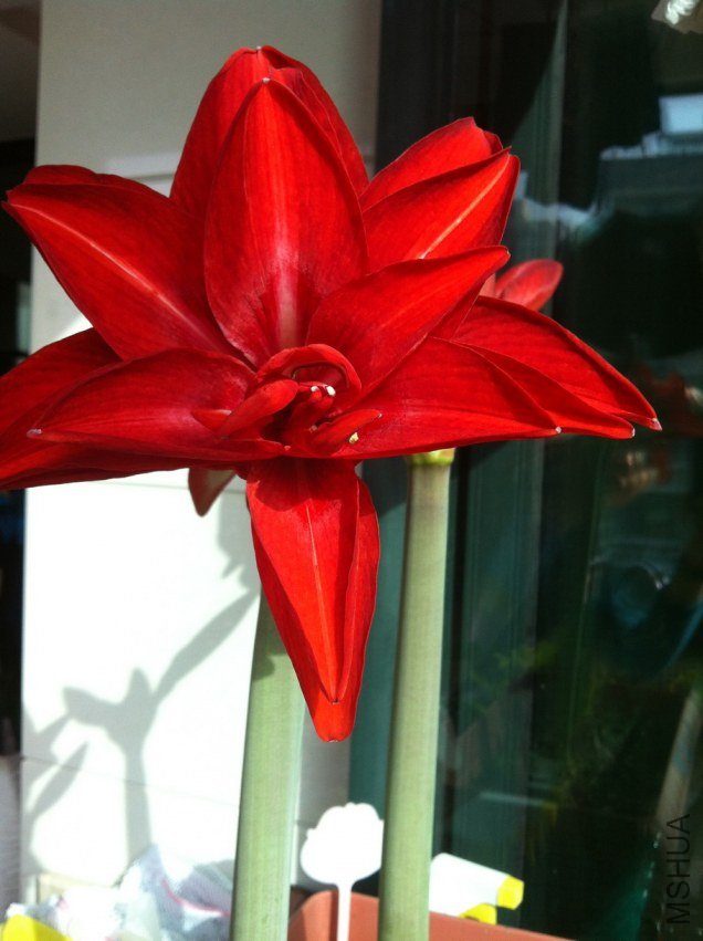 ˫�ؾ�ϲ 001.jpg