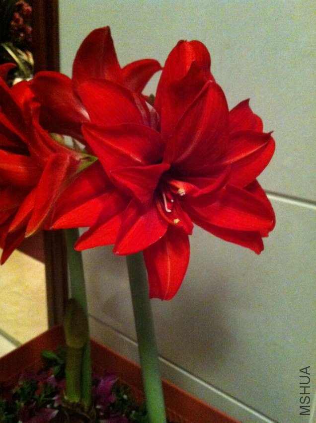 ˫�ؾ�ϲ 033.jpg
