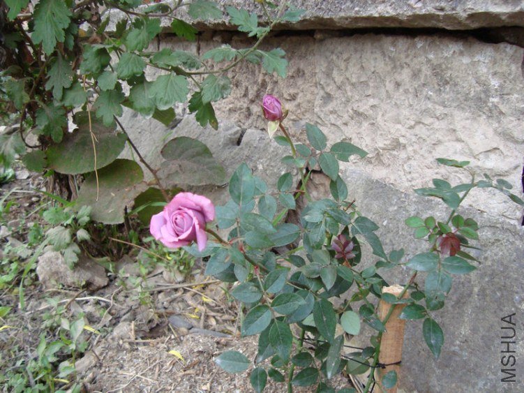 DSC02505.jpg