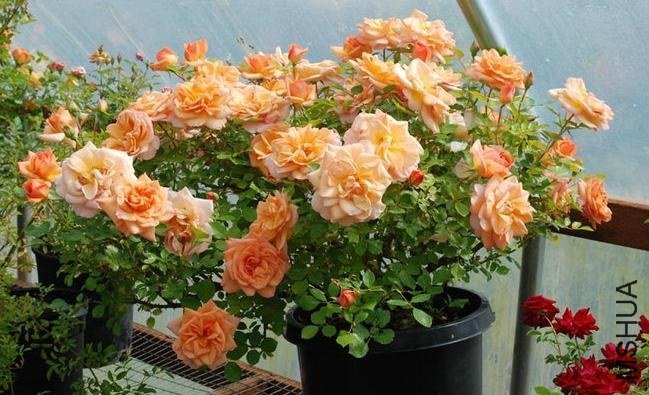 ���Golden Buddha��2.jpg