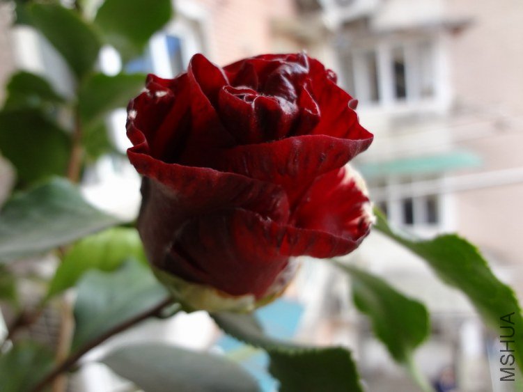DSC00734.JPG