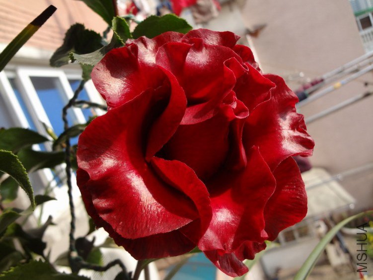DSC00743.JPG