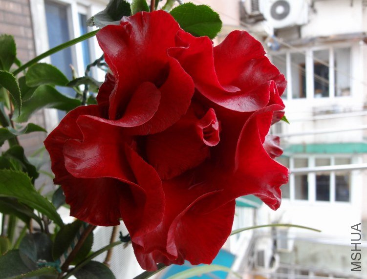 DSC00752.JPG