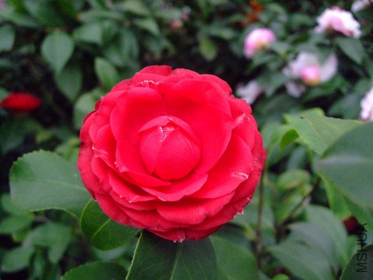 ���� 2013-3-13 048.jpg
