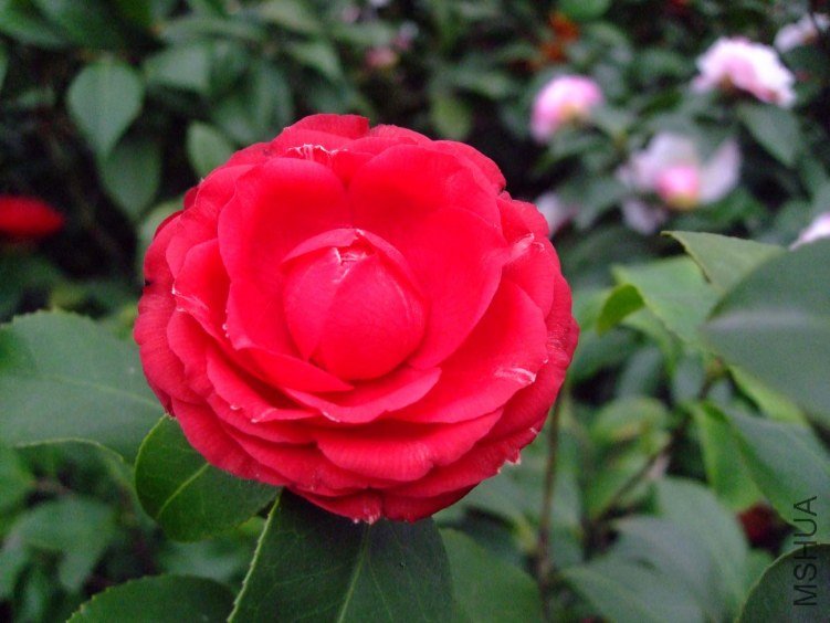 ���� 2013-3-13 049.jpg