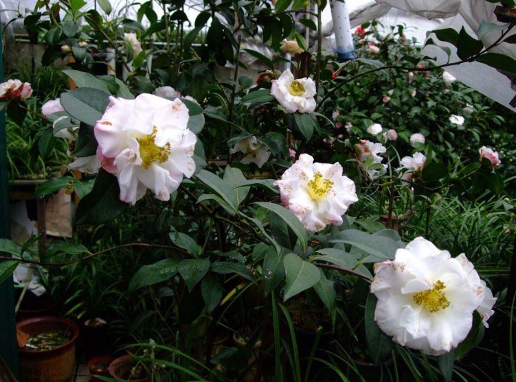 �軨԰ 2013-3-13 (124).jpg