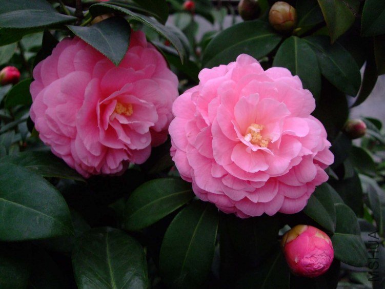 �������� 2013-3-13 038.jpg
