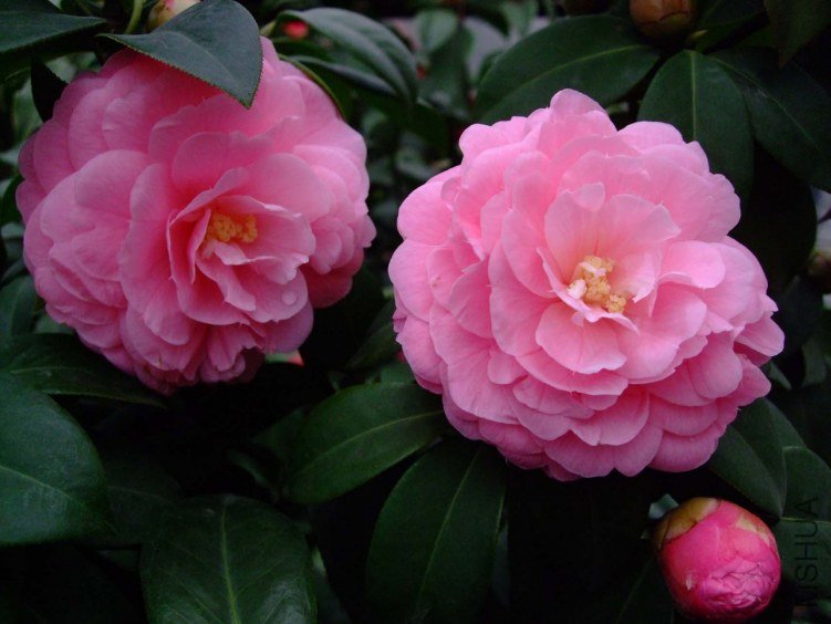 �������� 2013-3-13 039.jpg