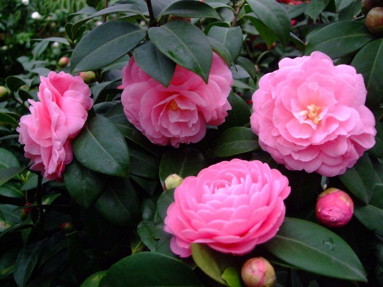 �������� 2013-3-13 040.jpg