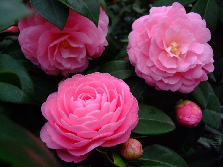 �������� 2013-3-13 043.jpg