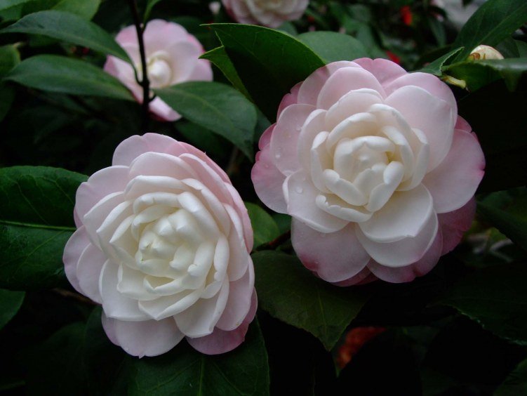 �찲�Ȼʺ� 2013-3-13 81.jpg