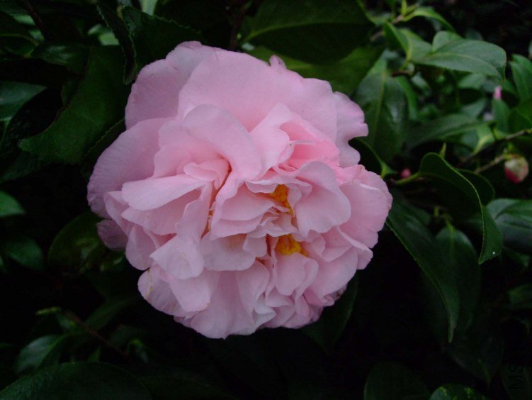 �����֮�� 2013-3-13 056.jpg