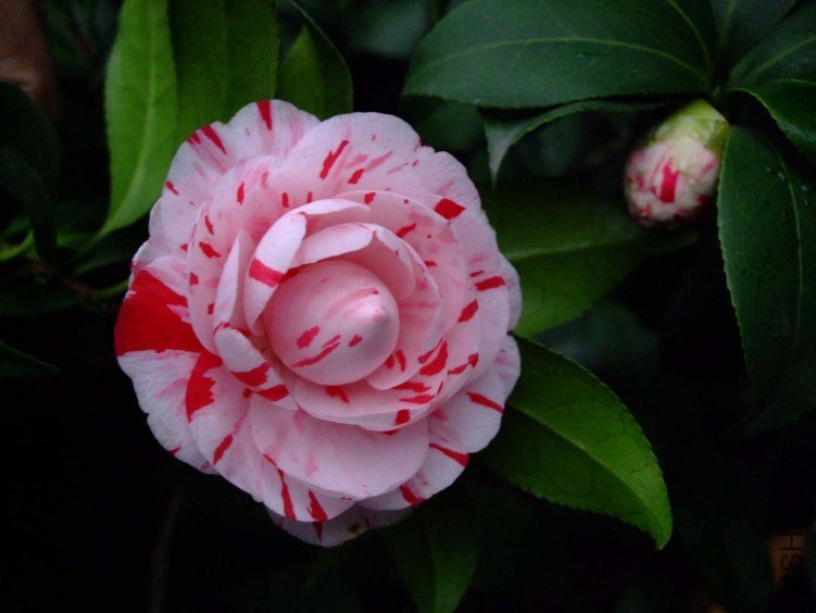 ������ 2013-3-13 095.jpg