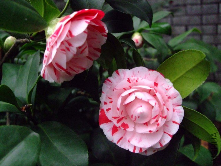 ������ 2013-3-13 096.jpg