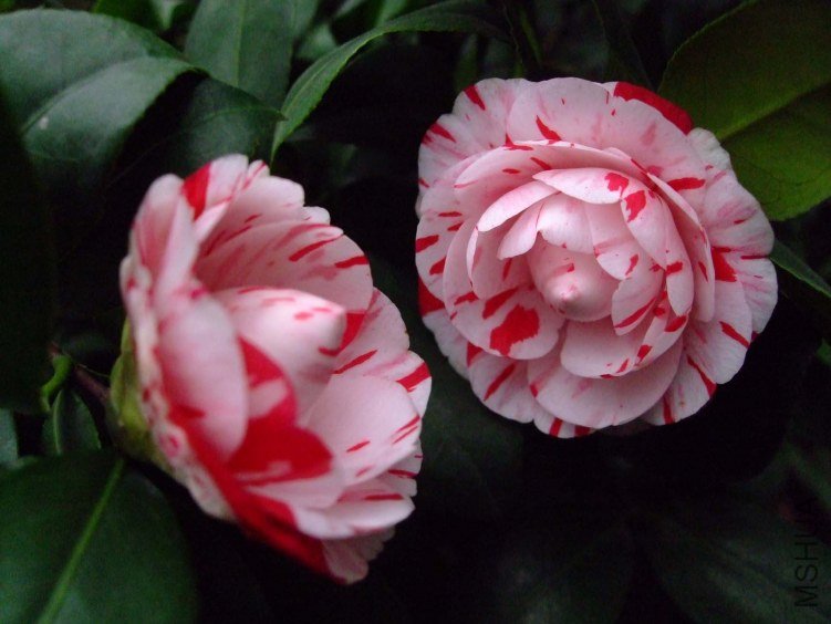 ������ 2013-3-13 097.jpg