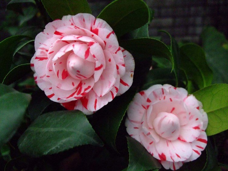 ������ 2013-3-13 099.jpg