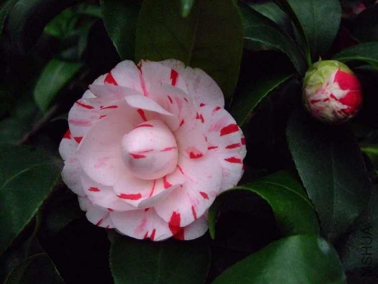 ������ 2013-3-13 101.jpg